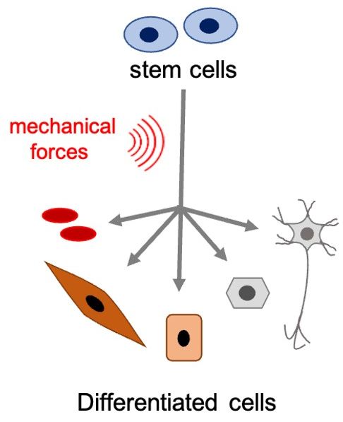 Mechano-induced cancer cell killing 